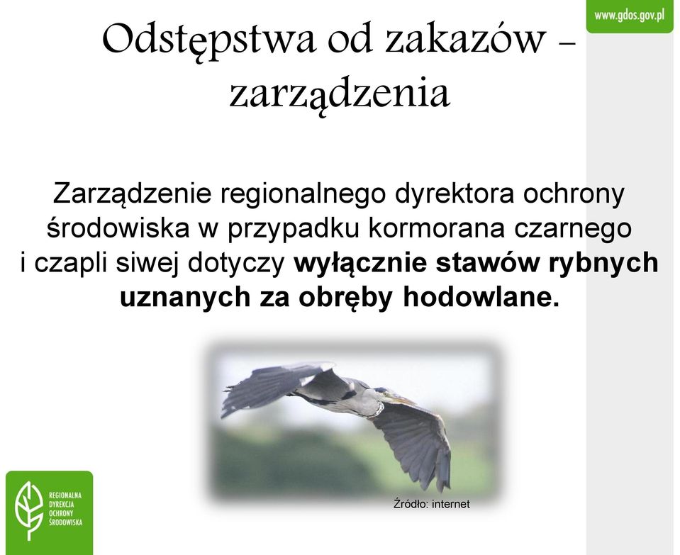 przypadku kormorana czarnego i czapli siwej