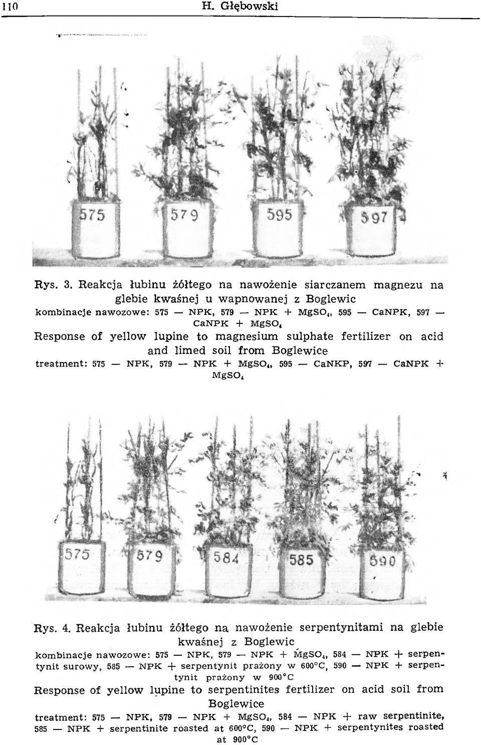 N P K + M g S O, R esponse of yellow lupine to m agnesium sulphate fertilizer on acid and lim ed soil from B oglew ice t r e a t m e n t : 575 N P K, 579 N P K + M g S 0 4, 595 C a N K P, 597 C a N P