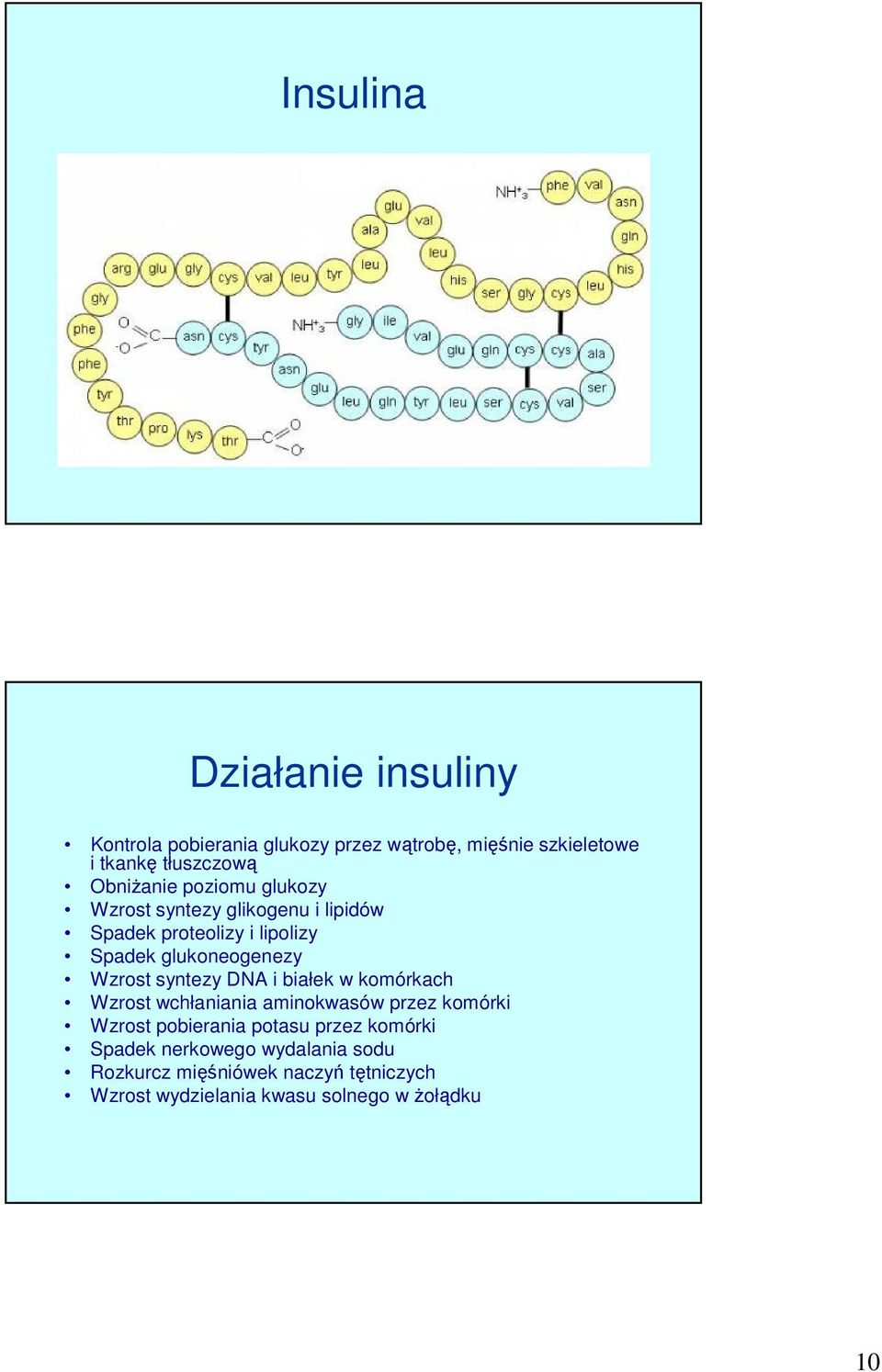 Wzrost syntezy DNA i białek w komórkach Wzrost wchłaniania aminokwasów przez komórki Wzrost pobierania potasu przez