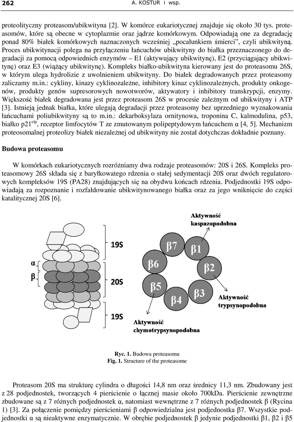 Proces ubikwitynacji polega na przyłączeniu łańcuchów ubikwityny do białka przeznaczonego do degradacji za pomocą odpowiednich enzymów E1 (aktywujący ubikwitynę), E2 (przyciągający ubikwitynę) oraz