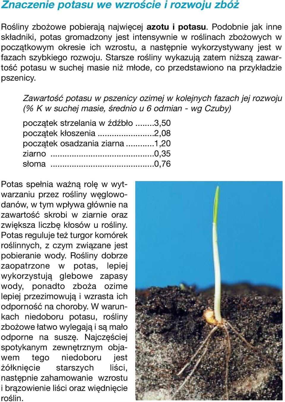 Starsze rośliny wykazują zatem niższą zawartość potasu w suchej masie niż młode, co przedstawiono na przykładzie pszenicy.