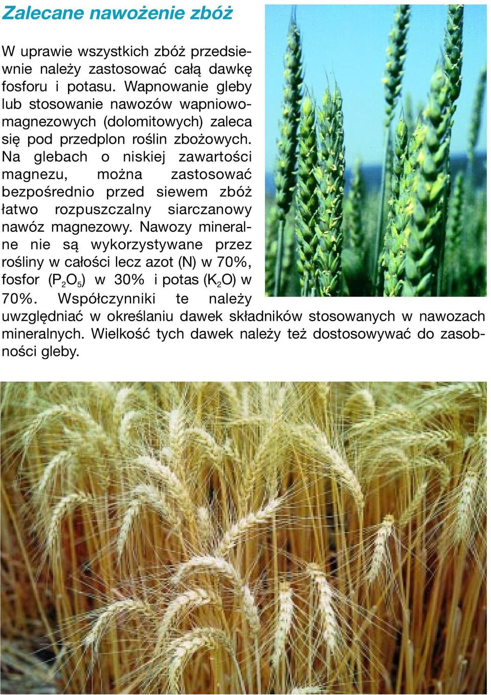Na glebach o niskiej zawartości magnezu, można zastosować bezpośrednio przed siewem zbóż łatwo rozpuszczalny siarczanowy nawóz magnezowy.