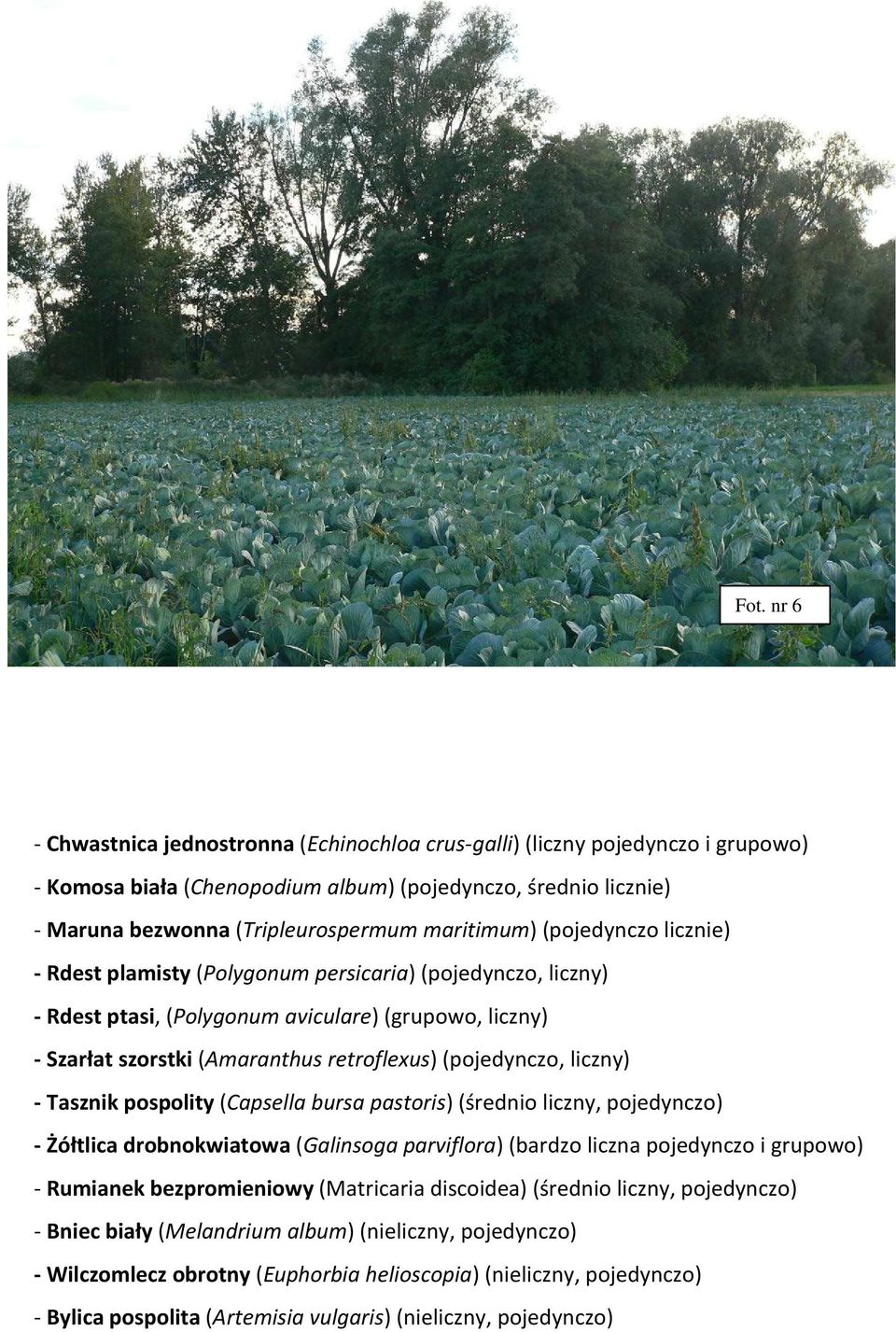 (pojedynczo, liczny) - Tasznik pospolity (Capsella bursa pastoris) (średnio liczny, pojedynczo) - Żółtlica drobnokwiatowa (Galinsoga parviflora) (bardzo liczna pojedynczo i grupowo) - Rumianek