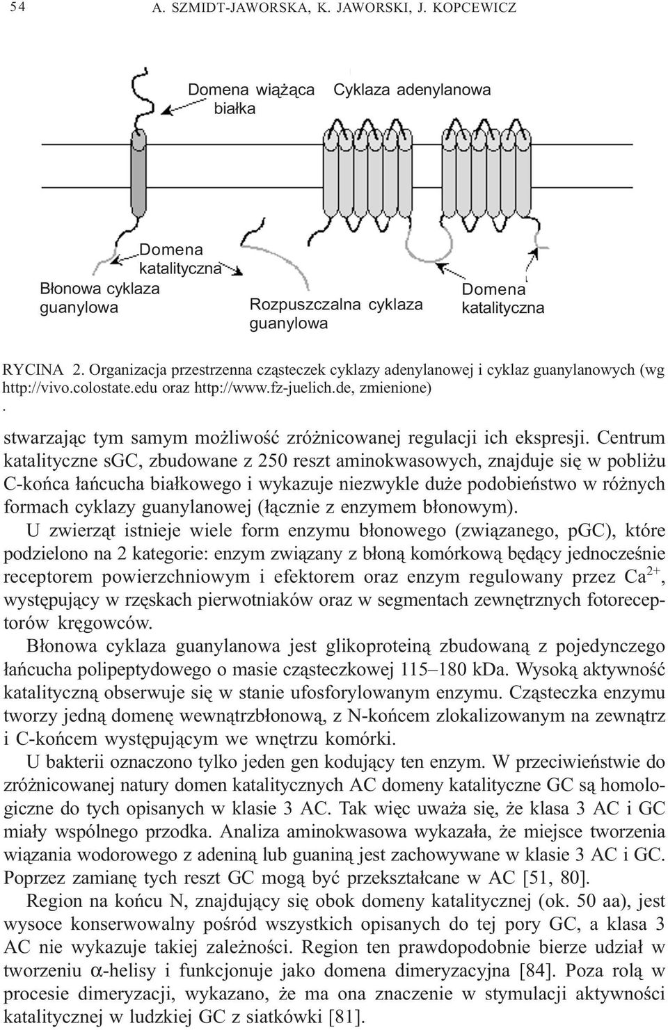 stwarzaj¹c tym samym mo liwoœæ zró nicowanej regulacji ich ekspresji.