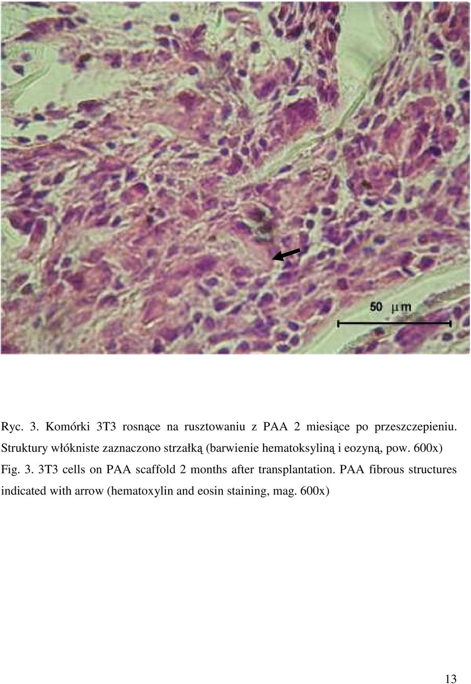 600x) Fig. 3. 3T3 cells on PAA scaffold 2 months after transplantation.