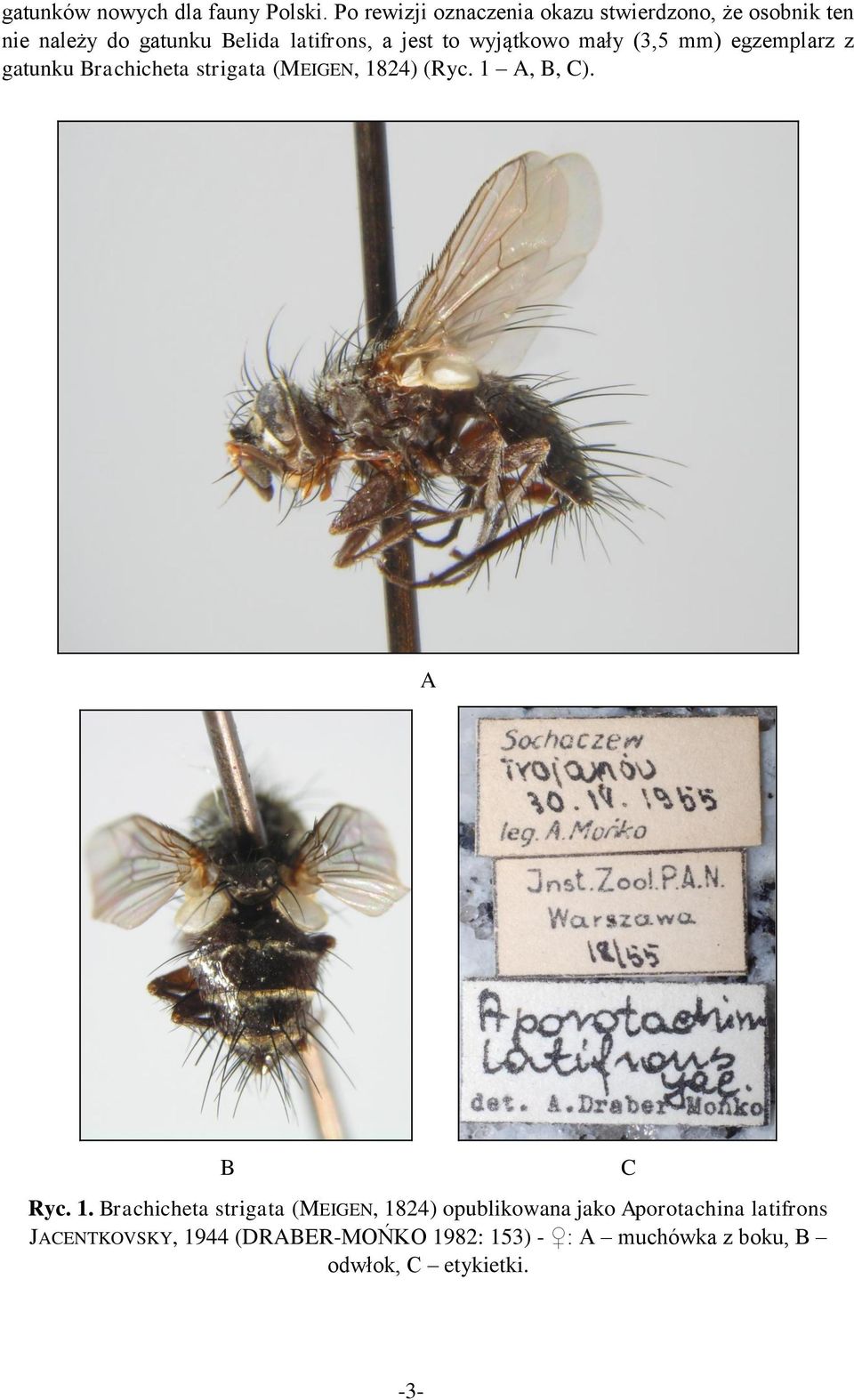 wyjątkowo mały (3,5 mm) egzemplarz z gatunku Brachicheta strigata (MEIGEN, 1824) (Ryc. 1 A, B, C).