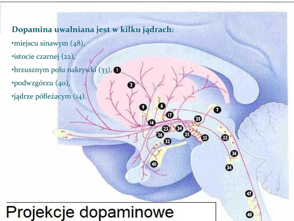 czarnej (22), brzusznym polu nakrywki