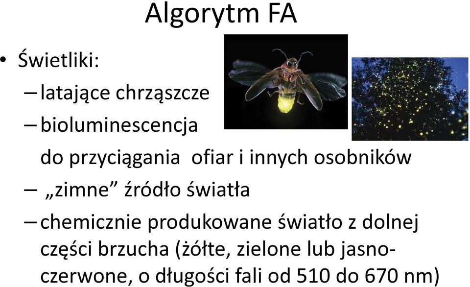 chemczne produkowane śwatło z dolnej częśc brzucha