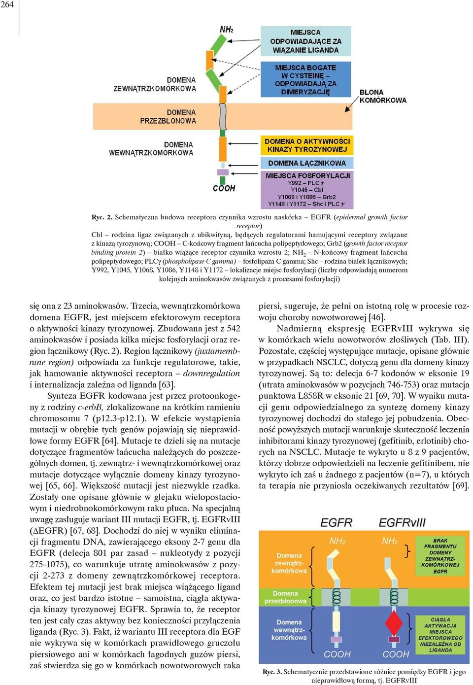 tyrozynową; COOH C-końcowy fragment łańcucha polipeptydowego; Grb2 (growth factor receptor binding protein 2) białko wiążące receptor czynnika wzrostu 2; NH 2 N-końcowy fragment łańcucha