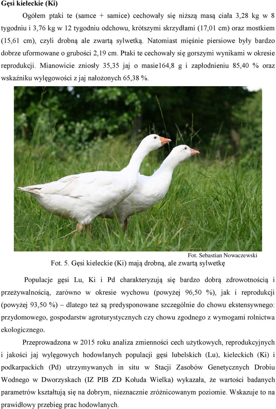 Mianowicie zniosły 35,35 jaj o masie164,8 g i zapłodnieniu 85,40 % oraz wskaźniku wylęgowości z jaj nałożonych 65,38 %. Fot. Sebastian Nowaczewski Fot. 5.