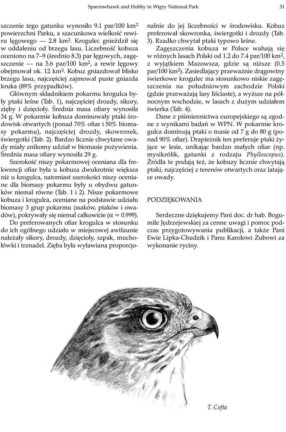 Kobuz gniazdował blisko brzegu lasu, najczęściej zajmował puste gniazda kruka (89% przypadków). Głównym składnikiem pokarmu krogulca były ptaki leśne (Tab.