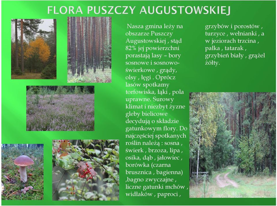Do najczęściej spotkanych roślin należą : sosna, świerk, brzoza, lipa, osika, dąb, jałowiec, borówka (czarna brusznica, bagienna),bagno