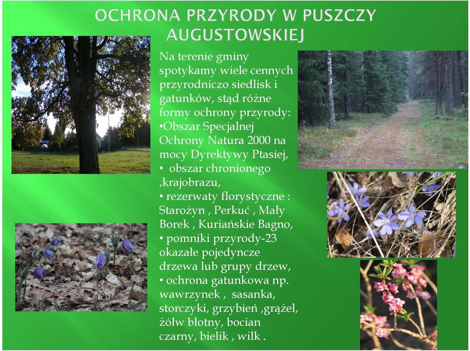 florystyczne : Starożyn, Perkuć, Mały Borek, Kuriańskie Bagno, pomniki przyrody-23 okazałe pojedyncze drzewa lub