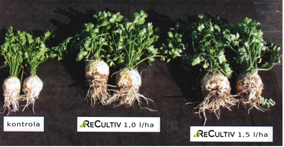 Instytut Ogrodnictwa w Skierniewicach (doświadczenie seler korzeniowy- odmiana Diamont) Preparat zastosowano przed wegetacyjnie w formie oprysku a następnie wymieszano