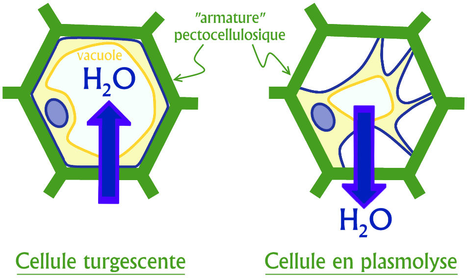 Plasmolyse - plazmoliza Broda B. 1998 r. http://azolla.fc.