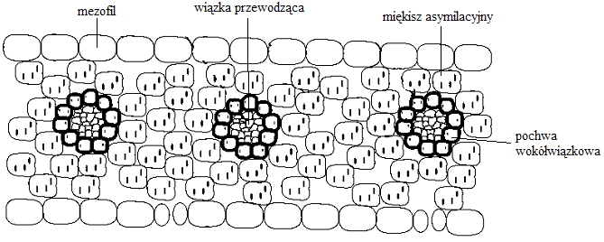 faza jasna (zachodzi normalnie) szlak Hatcha-Slacka (stanowi wstęp do fazy ciemnej) w mezofilu (dzięki nietypowym enzymom) zachodzi przyłączanie CO2 do fosfoenolopirogronianu 49 powstała cząsteczka