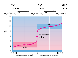 K a,1 3-2 - 3-2 - pk a,1 = 2.4 (wplyw 3 ) K a,2 3-2 - 2-2 - pk a,2 = 9.8 ( 3, a nie ) pk a,1 + pk a,2 2 = pi punkt izoelektryczny max. stężenie jonu obojnaczego (minimalny ładunek) Gly - pi = ½ (2.