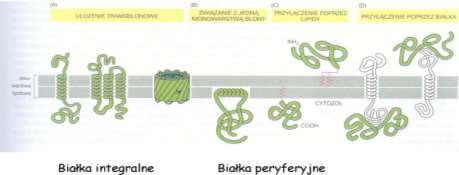 drodze rozpuszczenia błony przez detergenty; (A) białka transbłonowe, peryferyczne białka błonowe - mogą być uwolnienie na drodze delikatnej