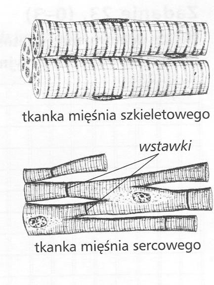 Zadanie 8 ( pkt) Podaj dwie różnice między tkanką mięśnia sercowego i tkanką mięśnia szkieletowego..... Starachowice, dn..0.00r.