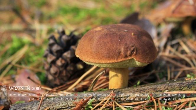 *Ważne Wydarzenia: - 01 = Rozpoczęcie Roku Szkolnego, - 01 = Rocznica wybuchu I Wojny Światowej, - 08 = Międzynarodowy Dzień Walki Z