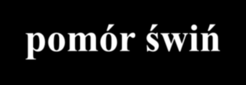 Afrykański pomór świń Zygmunt