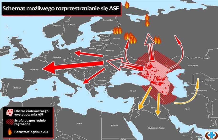 Możliwe drogi przeniesienia Analiza wg władz weterynaryjnych Federacji Rosyjskiej Źródło: