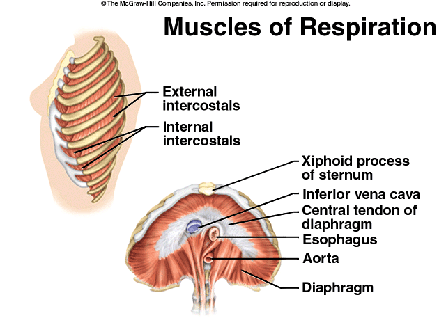 MIĘŚNIE ODDECHOWE mięśnie międzyżebrowe zewnętrzne mięśnie