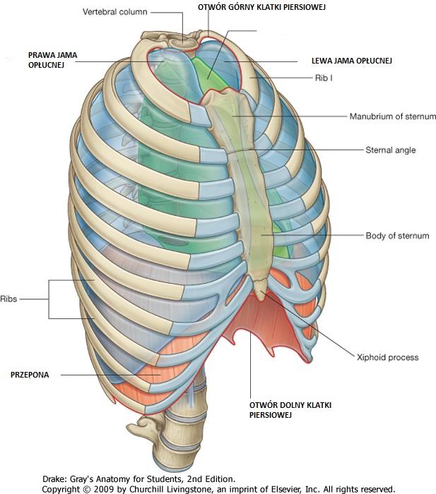 KLATKA PIERSIOWA JAMA KLATKI PIERSIOWEJ: lewa i prawa jama opłucnowa - otacza płuca śródpiersie zawiera: serce przełyk