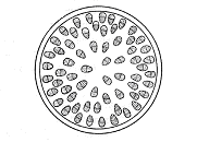 Zadanie 3. Prawidłowy kariotyp komórek somatycznych (ciała) męŝczyzny poprawnie zapisano w odpowiedzi: a/ 2n = 46 + XX, b/ 2n = 44 + XY, c/ 2n = 44 + XX, d/ 2n = 46 + XY. Zadanie 4.