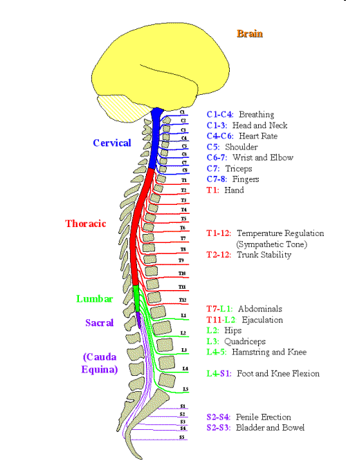 U człowieka jest 31 par nerwów rdzeniowych: Szyjne Piersiowe Lędźwiowe Krzyżowe Gruziczna nerwy szyjne C1-C8 (8 par) nerwy piersiowe Th1-Th12 (12 par) nerwy lędźwiowe L1-L5 (5 par) nerwy krzyżowe
