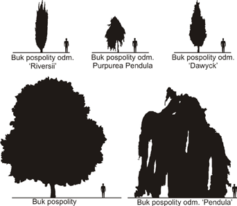 2. Tradycja tworzenia alei na Dolnym Śląsku Historia zakładania alei drzew przy dolnośląskich drogach została zapoczątkowana w XVIII w.