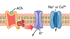 RECEPTOR NIKOTYNOWY (receptor jest kanałem jonowym regulowanym przez ligand ) RECEPTOR MUSKARYNOWY (receptor jest kanałem jonowym regulowanym przez trymeryczne