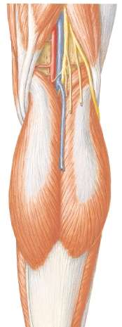 Nerw piszczelowy (N. tibialis) L4-S3 Przebieg: w odcinku podkolanowym: przyśrodkowo i do przodu od niego biegnie żyła, a jeszcze głębiej t.