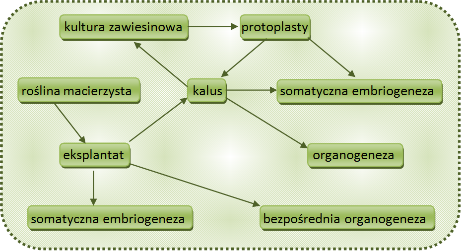 90 są duże nakłady pracy, a co za tym idzie wysokie koszty prowadzenia kultur tkankowych.
