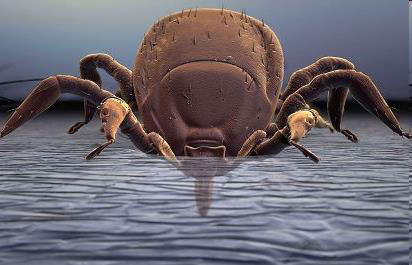 Dlaczego kleszcze są groźne? Ukłucie tego pajęczaka zazwyczaj jest niezauważalne.
