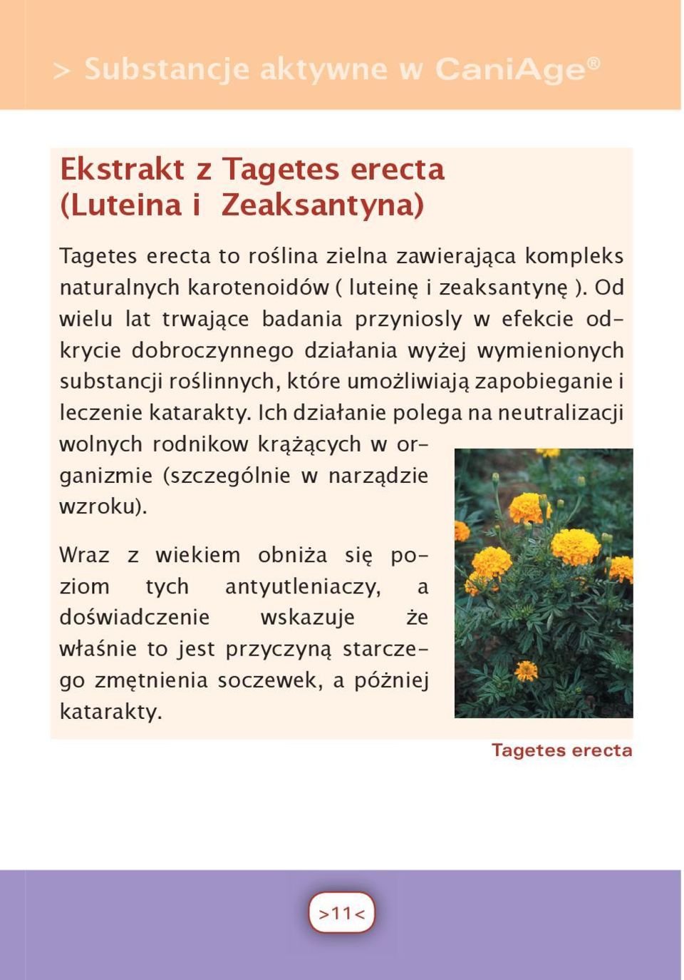 Od wielu lat trwające badania przyniosly w efekcie odkrycie dobroczynnego działania wyżej wymienionych substancji roślinnych, które umożliwiają zapobieganie i