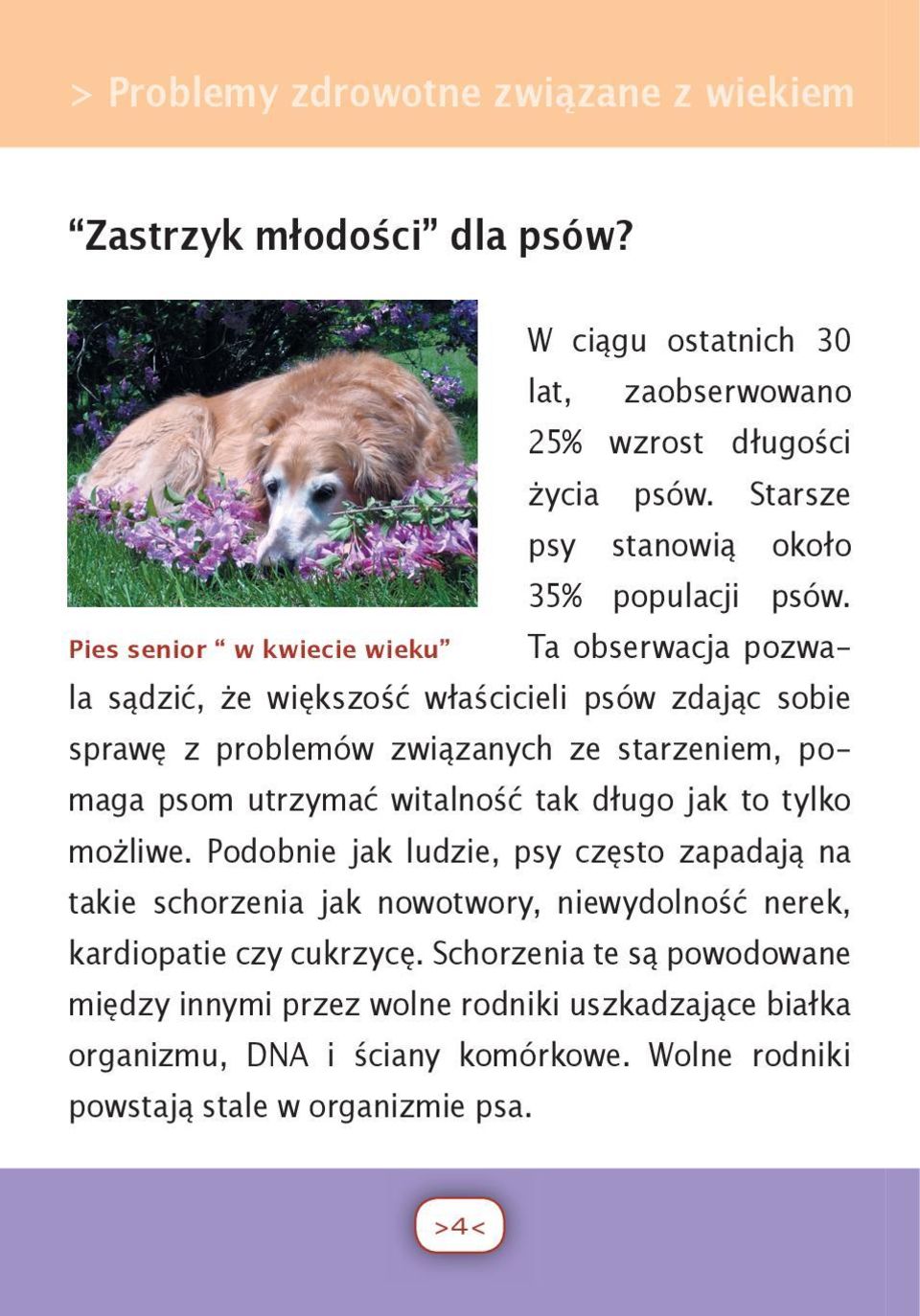 Pies senior w kwiecie wieku Ta obserwacja pozwala sądzić, że większość właścicieli psów zdając sobie sprawę z problemów związanych ze starzeniem, pomaga psom utrzymać