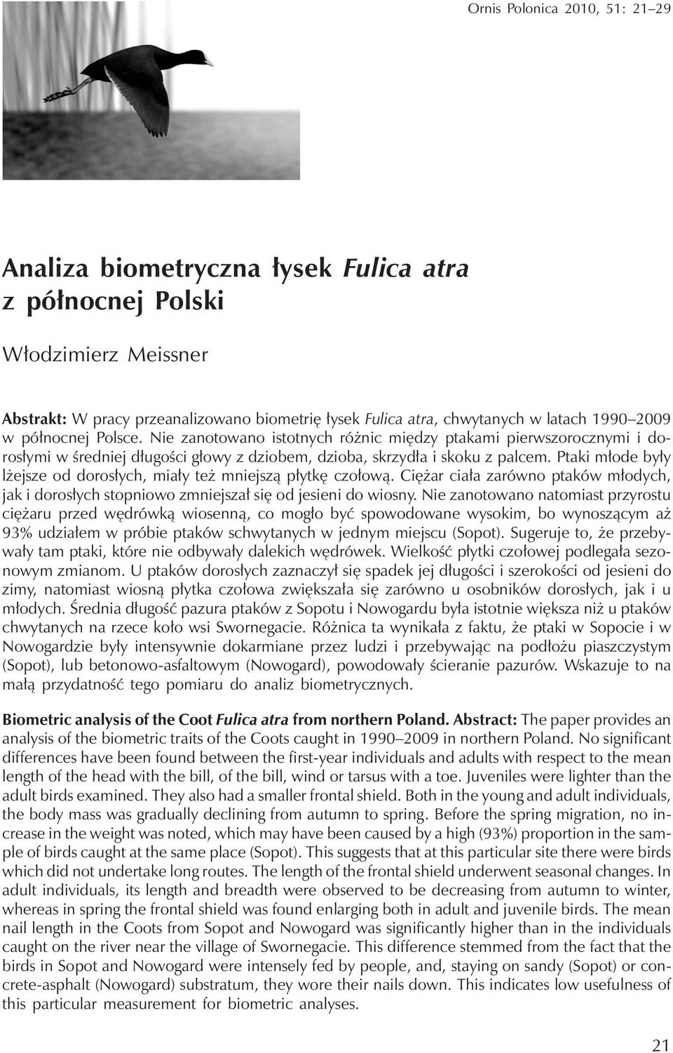 Ptaki młode były lżejsze od dorosłych, miały też mniejszą płytkę czołową. Ciężar ciała zarówno ptaków młodych, jak i dorosłych stopniowo zmniejszał się od jesieni do wiosny.
