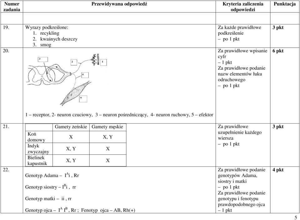 pośredniczący, 4- neuron ruchowy, 5 efektor 21. Gamety żeńskie Gamety męskie 22.