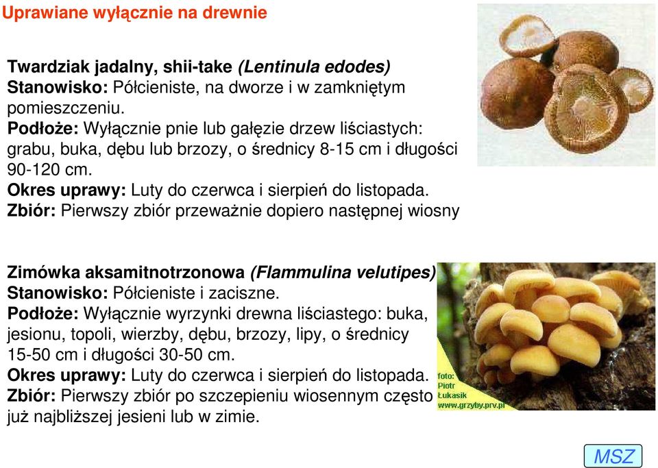 Zbiór: Pierwszy zbiór przewaŝnie dopiero następnej wiosny Zimówka aksamitnotrzonowa (Flammulina velutipes) Stanowisko: Półcieniste i zaciszne.