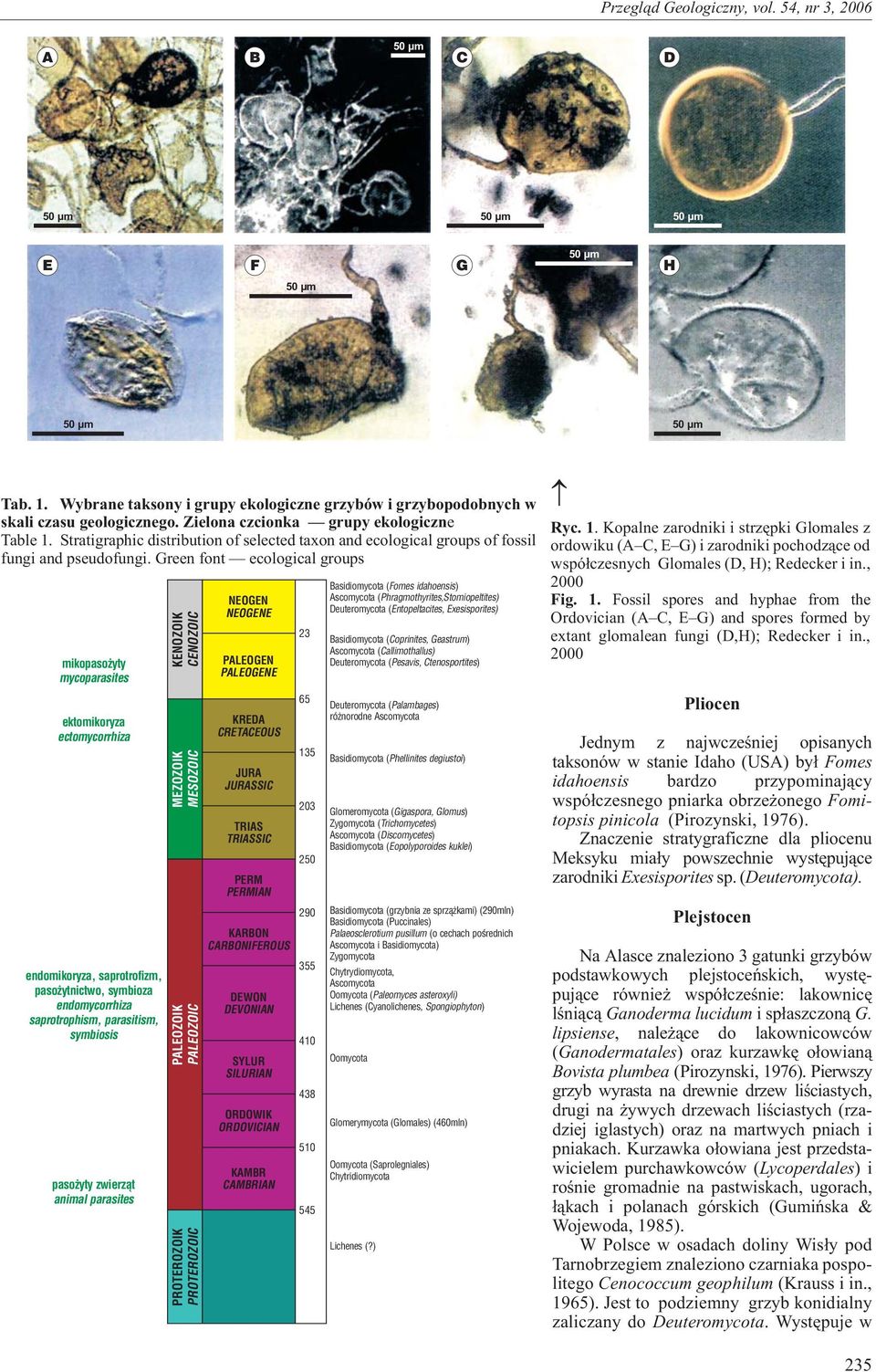 Green font ecological groups mikopaso yty mycoparasites ektomikoryza ectomycorrhiza endomikoryza, saprotrofizm, paso ytnictwo, symbioza endomycorrhiza saprotrophism, parasitism, symbiosis paso yty