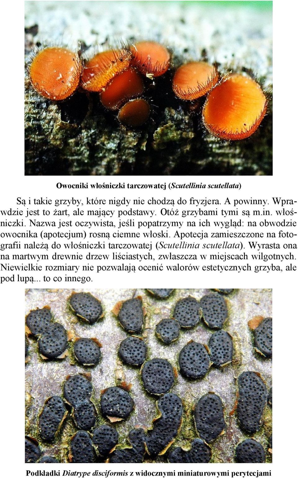 Nazwa jest oczywista, jeśli popatrzymy na ich wygląd: na obwodzie owocnika (apotecjum) rosną ciemne włoski.