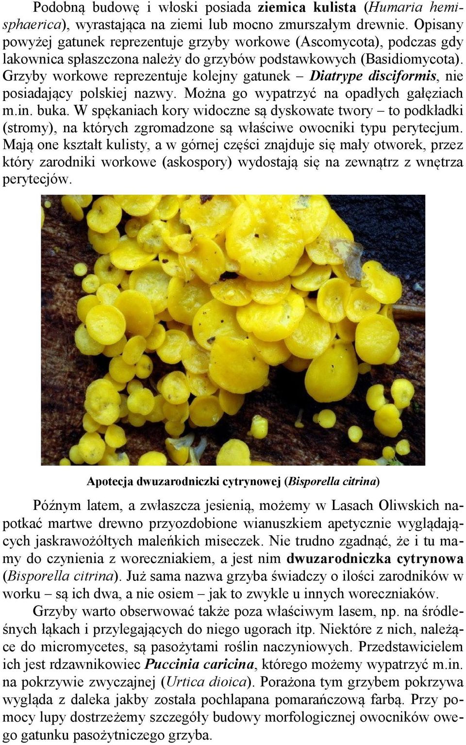 Grzyby workowe reprezentuje kolejny gatunek Diatrype disciformis, nie posiadający polskiej nazwy. Można go wypatrzyć na opadłych gałęziach m.in. buka.