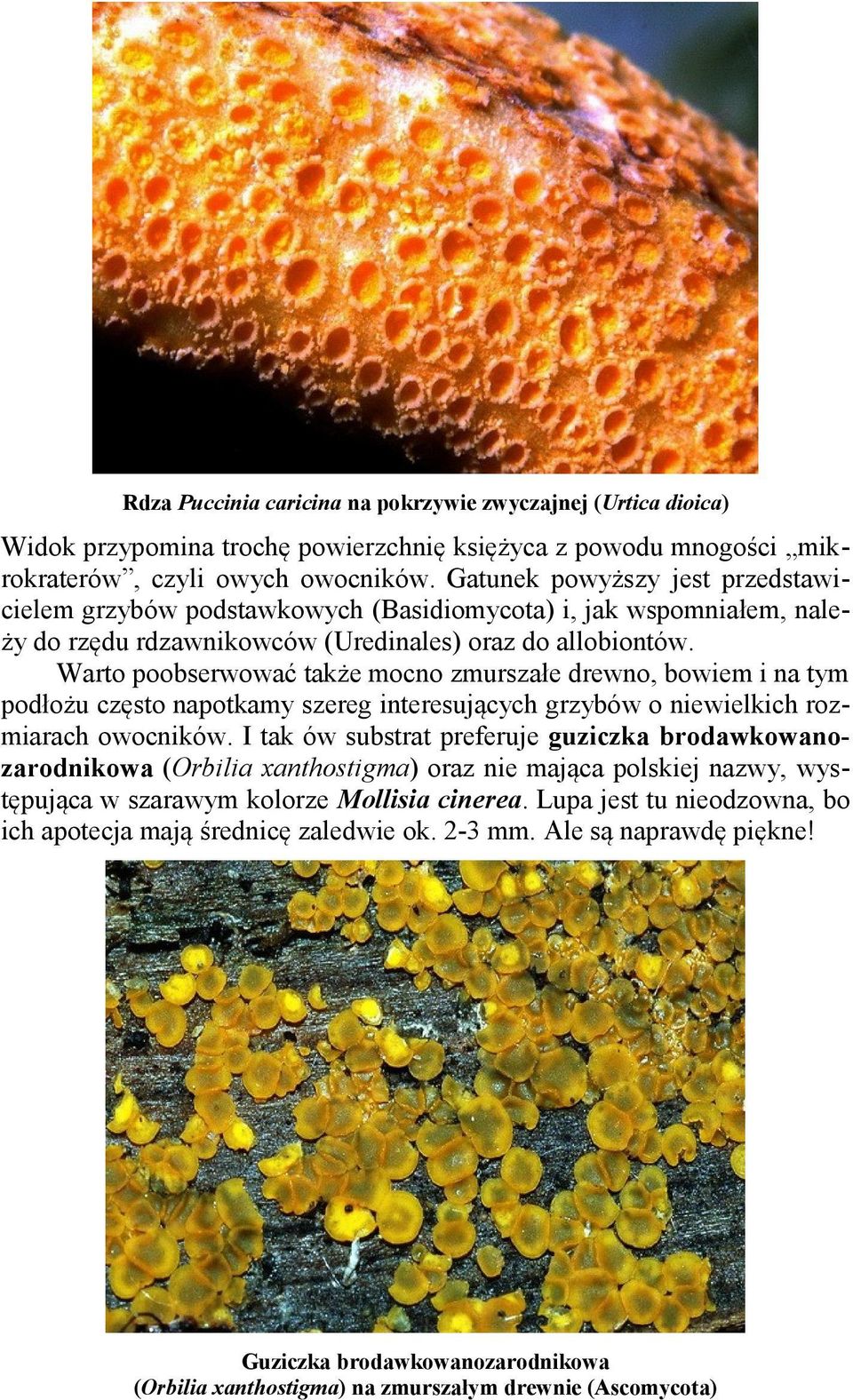 Warto poobserwować także mocno zmurszałe drewno, bowiem i na tym podłożu często napotkamy szereg interesujących grzybów o niewielkich rozmiarach owocników.