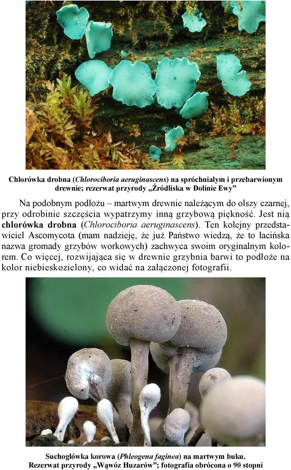 Ten kolejny przedstawiciel Ascomycota (mam nadzieję, że już Państwo wiedzą, że to łacińska nazwa gromady grzybów workowych) zachwyca swoim oryginalnym kolorem.