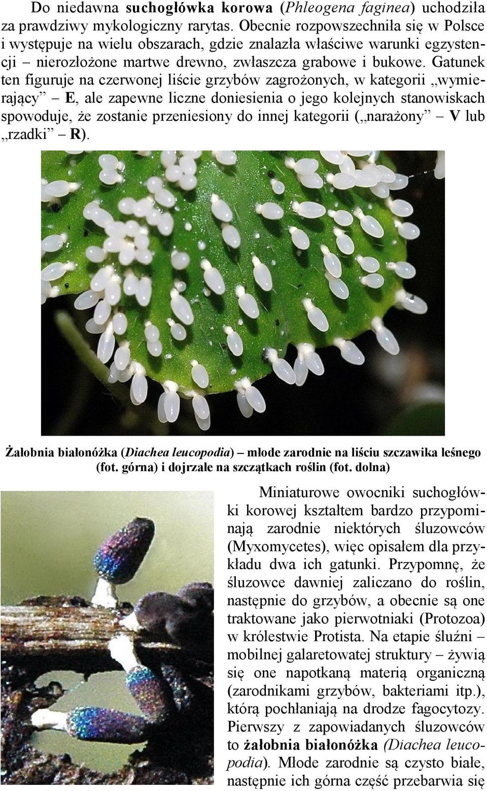 Gatunek ten figuruje na czerwonej liście grzybów zagrożonych, w kategorii wymierający E, ale zapewne liczne doniesienia o jego kolejnych stanowiskach spowoduje, że zostanie przeniesiony do innej