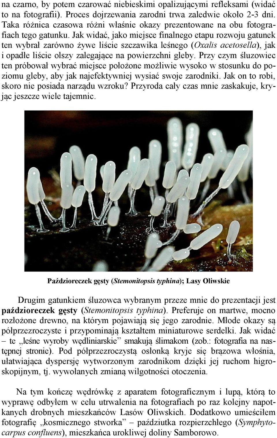 Jak widać, jako miejsce finalnego etapu rozwoju gatunek ten wybrał zarówno żywe liście szczawika leśnego (Oxalis acetosella), jak i opadłe liście olszy zalegające na powierzchni gleby.