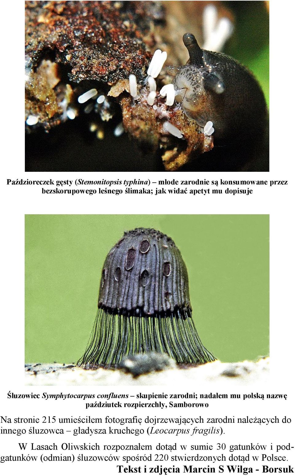 umieściłem fotografię dojrzewających zarodni należących do innego śluzowca gładysza kruchego (Leocarpus fragilis).