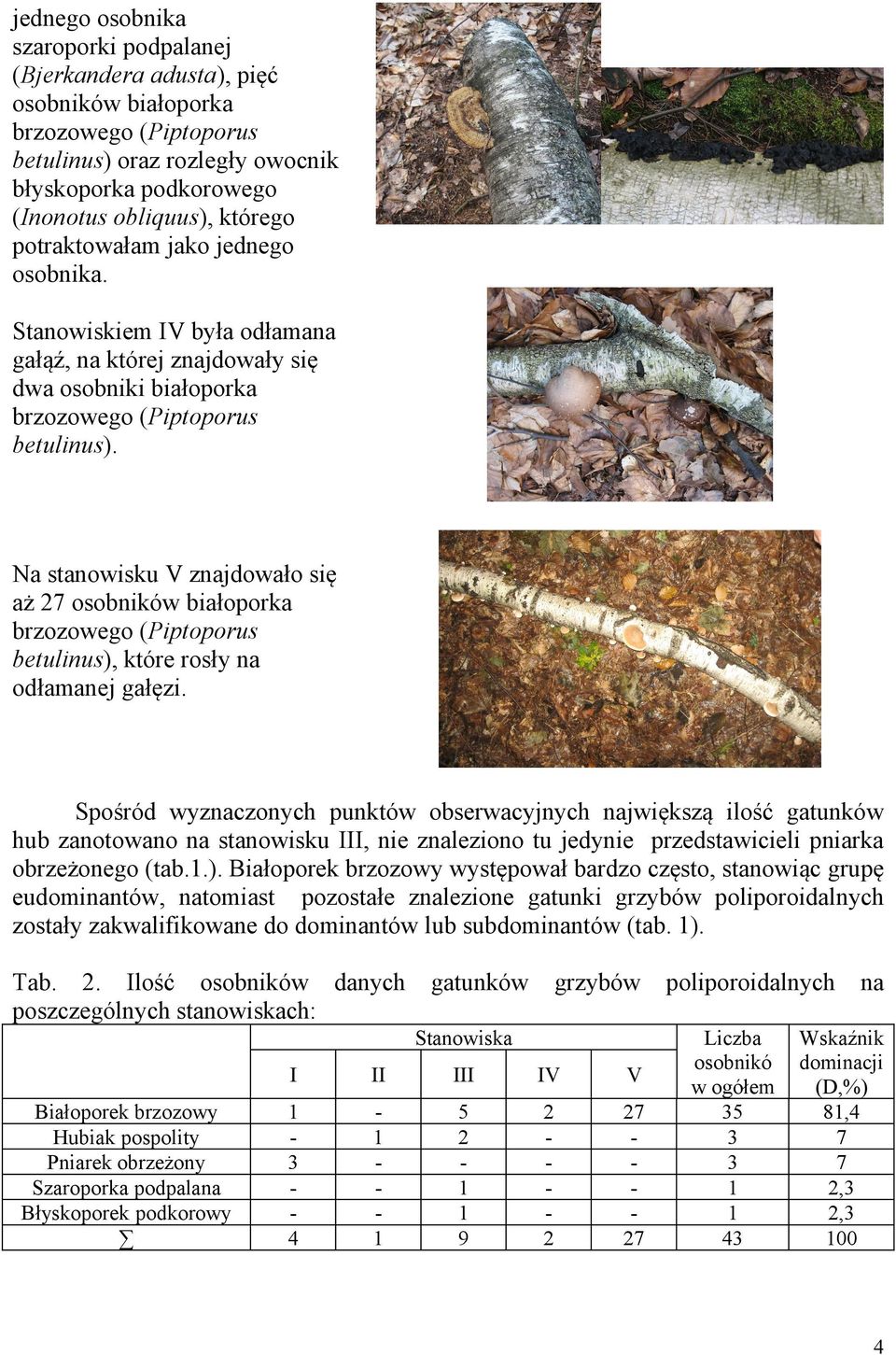 Na stanowisku V znajdowało się aż 7 osobników białoporka brzozowego (Piptoporus betulinus), które rosły na odłamanej gałęzi.