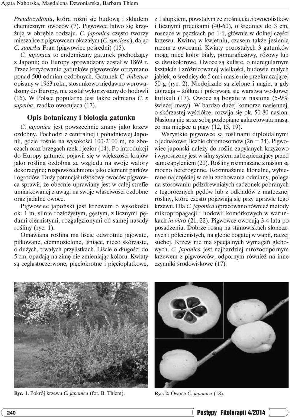 Przez krzyżowanie gatunków pigwowców otrzymano ponad 500 odmian ozdobnych. Gatunek C. thibetica opisany w 1963 roku, stosunkowo niedawno wprowadzony do Europy, nie został wykorzystany do hodowli (16).